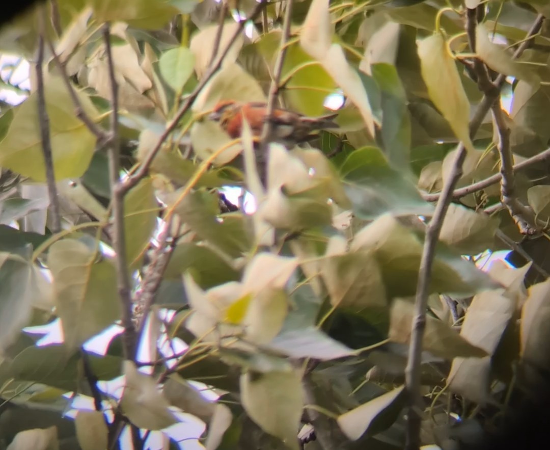 Red Crossbill - Julia Dolan