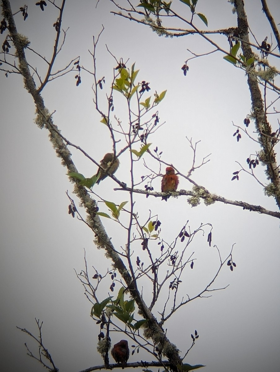 Red Crossbill - Julia Dolan