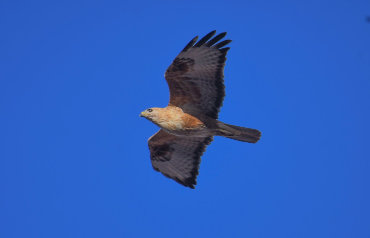 Long-legged Buzzard - Viorel-Ilie ARGHIUS