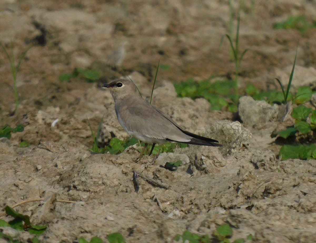 Small Pratincole - Bhargav P