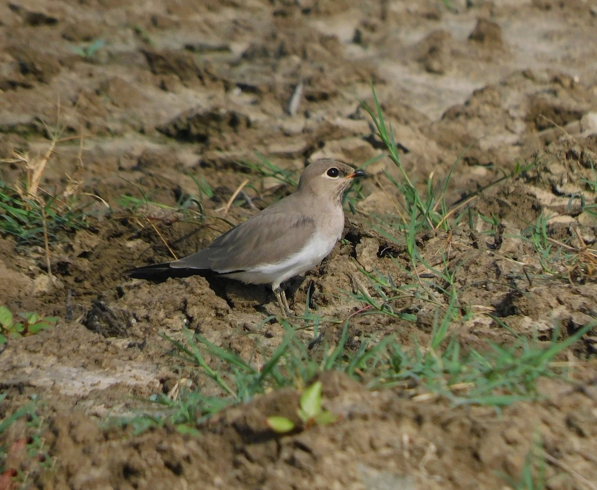 Small Pratincole - Bhargav P