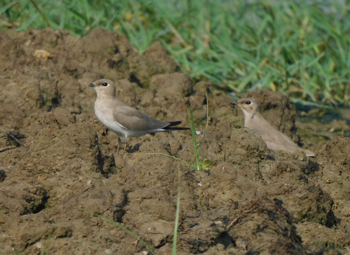 Small Pratincole - Bhargav P