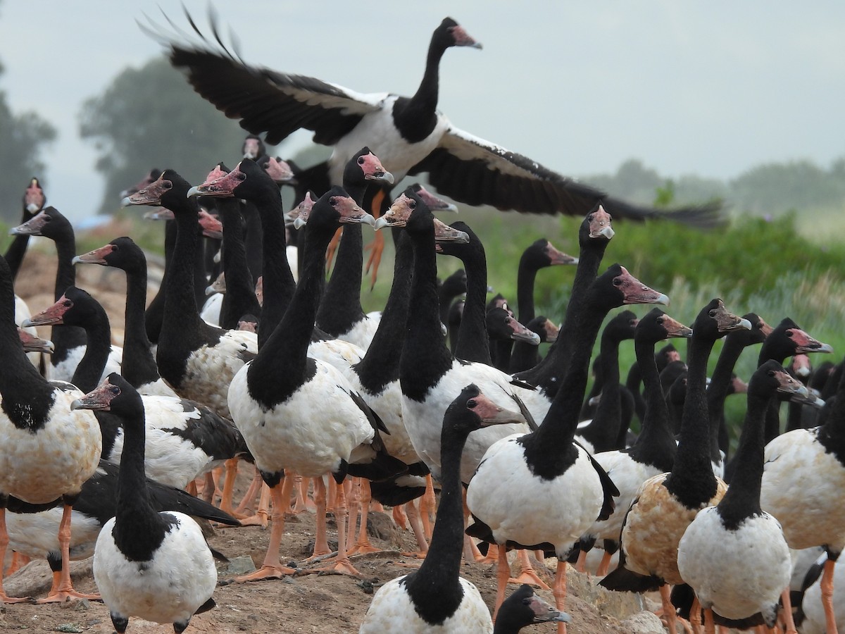 Magpie Goose - Tris Allinson