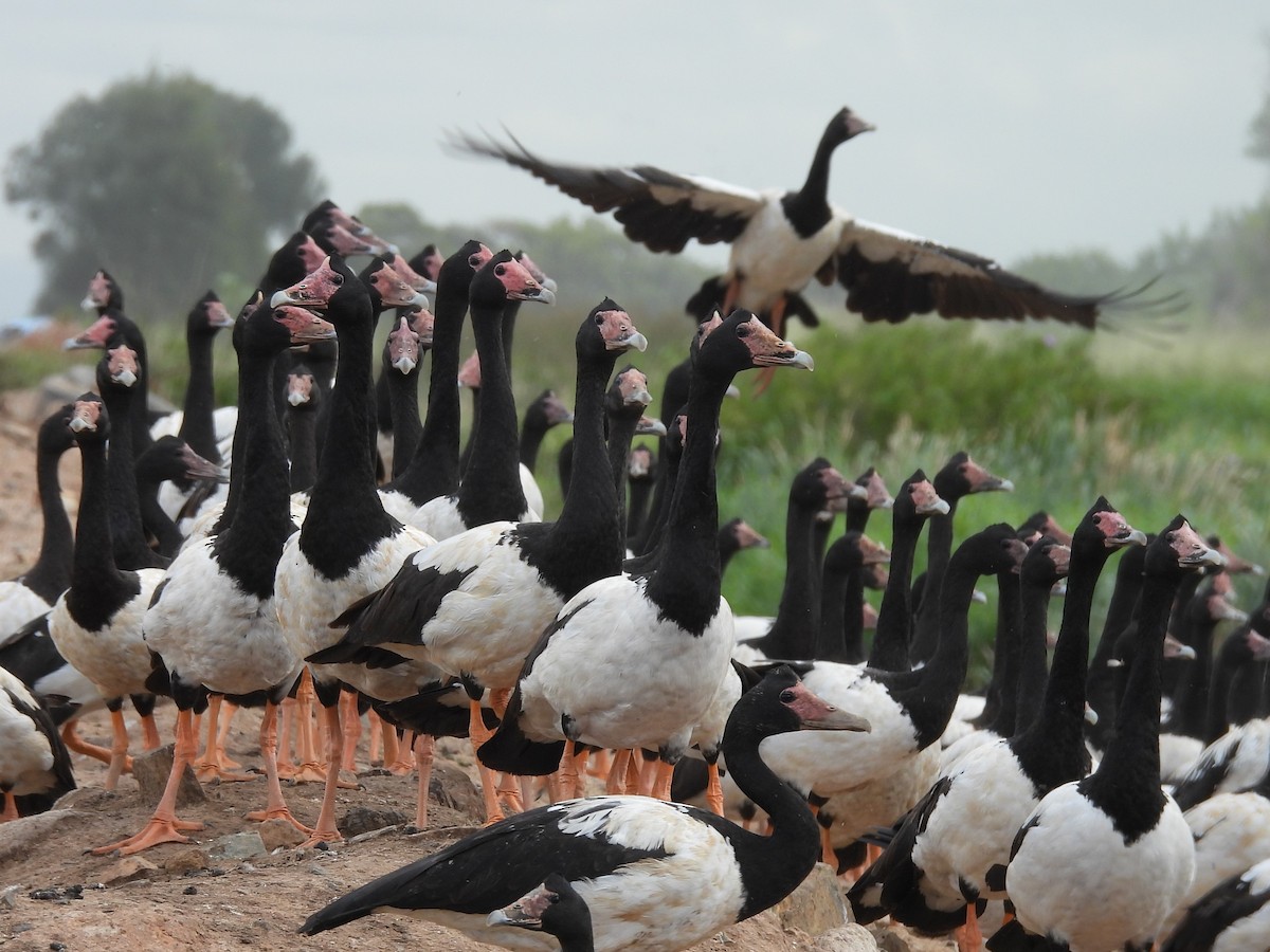 Magpie Goose - Tris Allinson