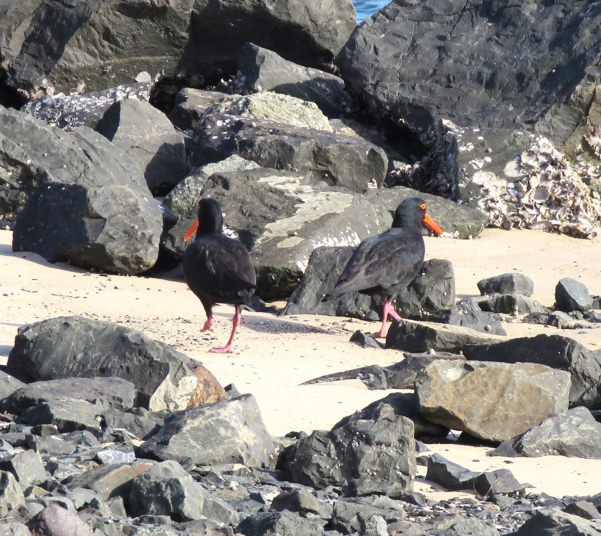 Sooty Oystercatcher - Catherine Hirsch