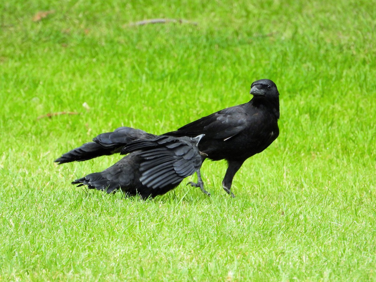 American Crow - Carol Ann Krug Graves