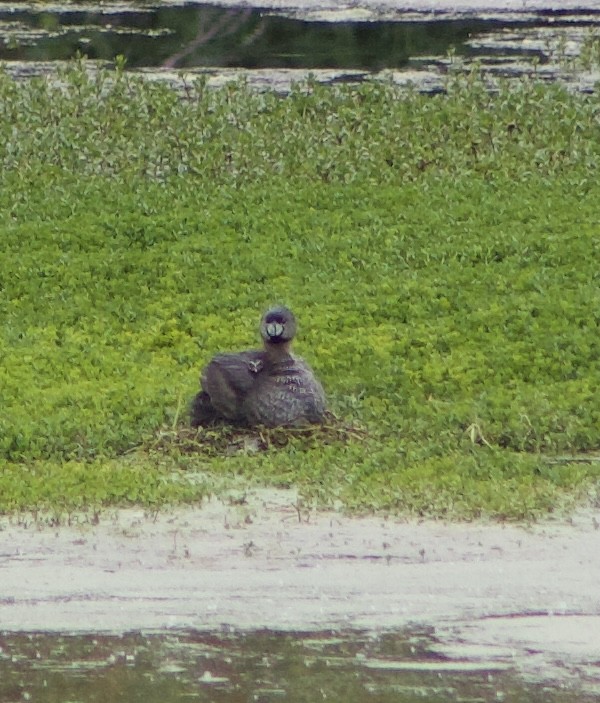 Pied-billed Grebe - Caitlin Eldridge