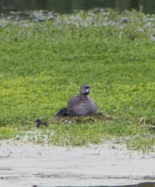 Pied-billed Grebe - Caitlin Eldridge