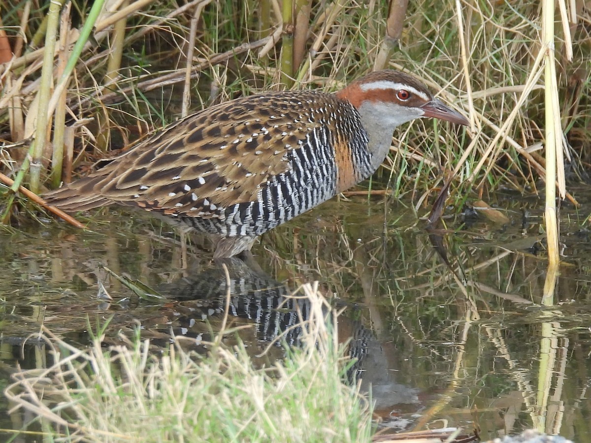 Buff-banded Rail - Tris Allinson