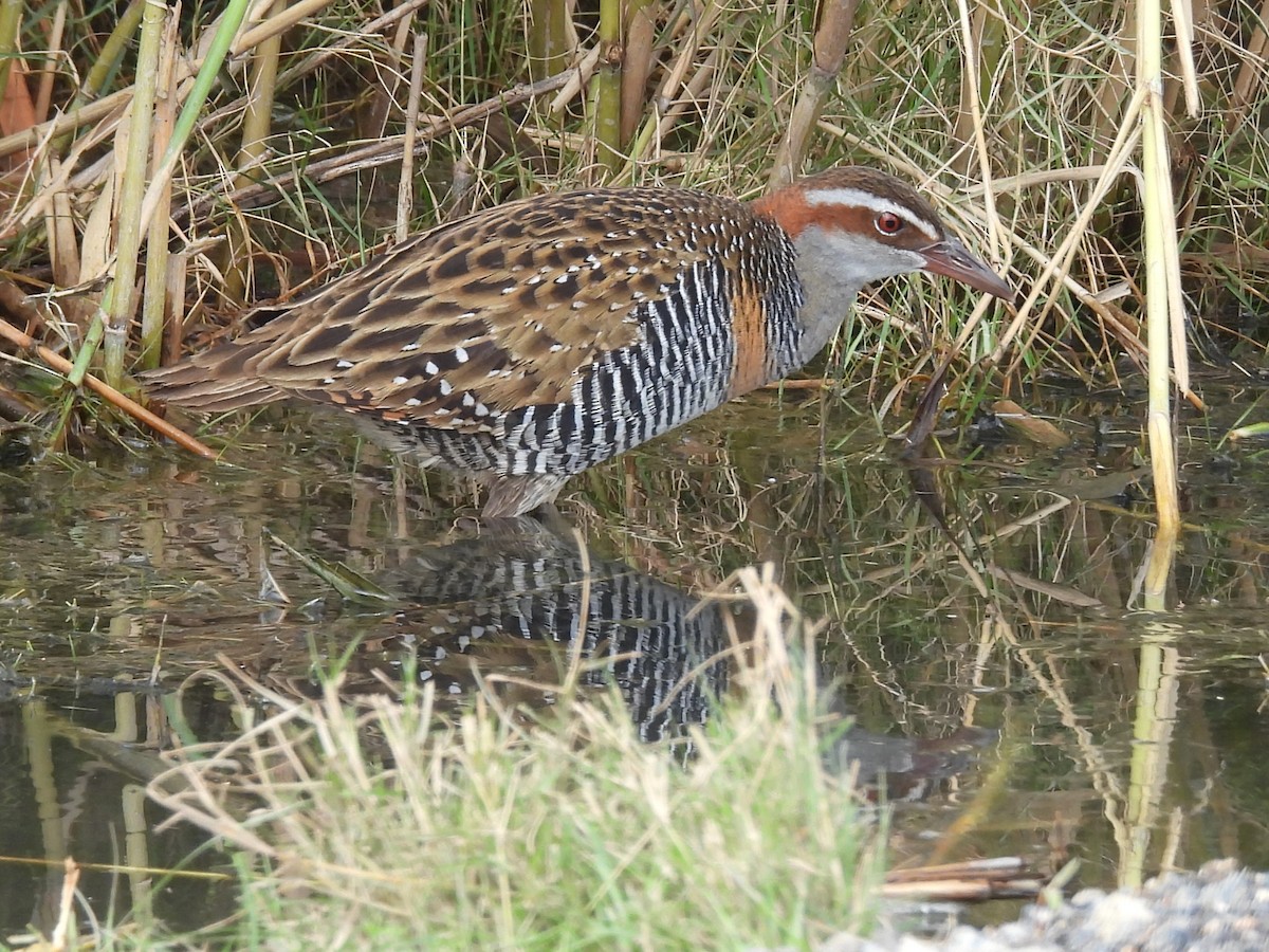 Buff-banded Rail - Tris Allinson