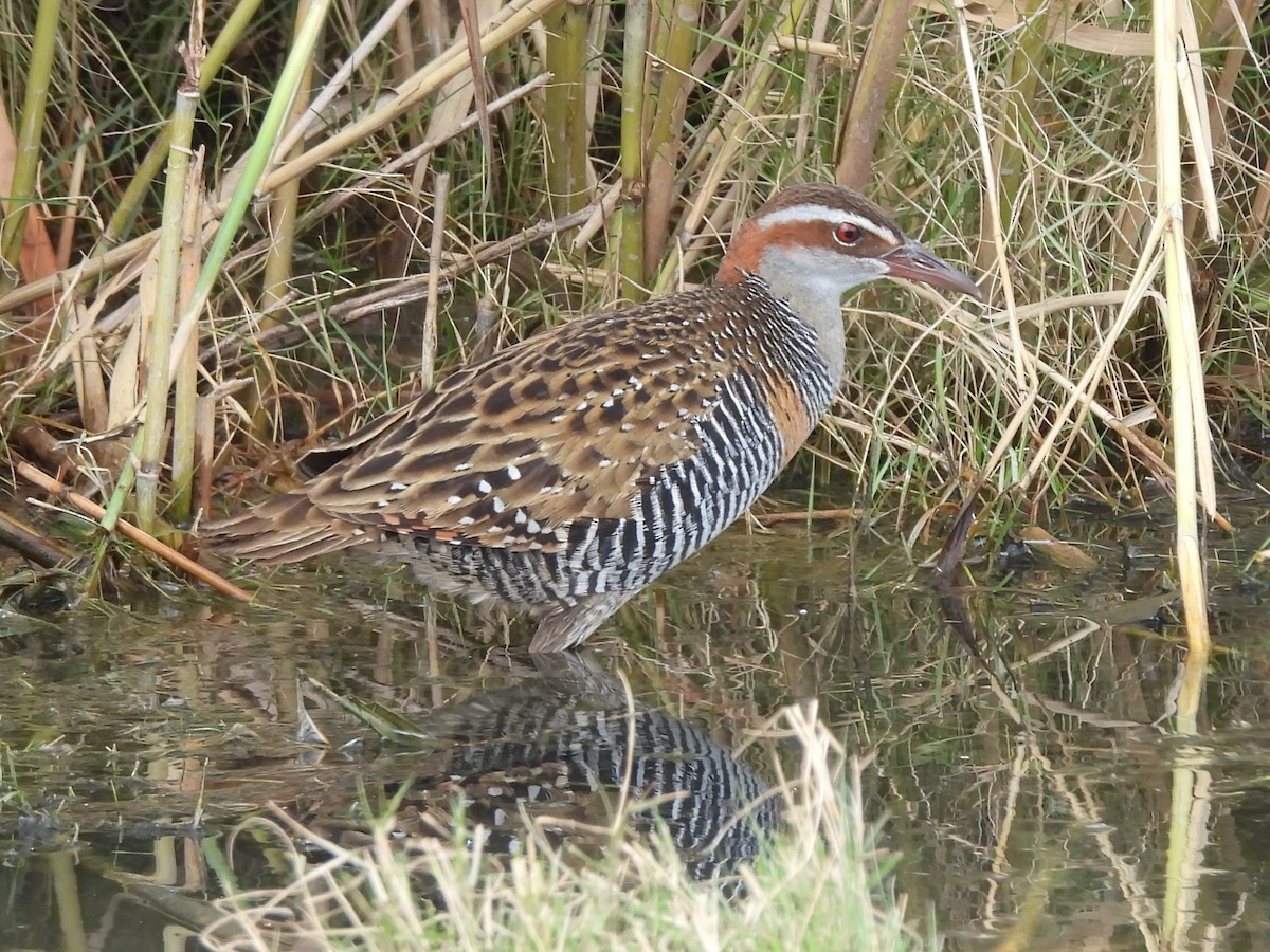 Buff-banded Rail - Tris Allinson