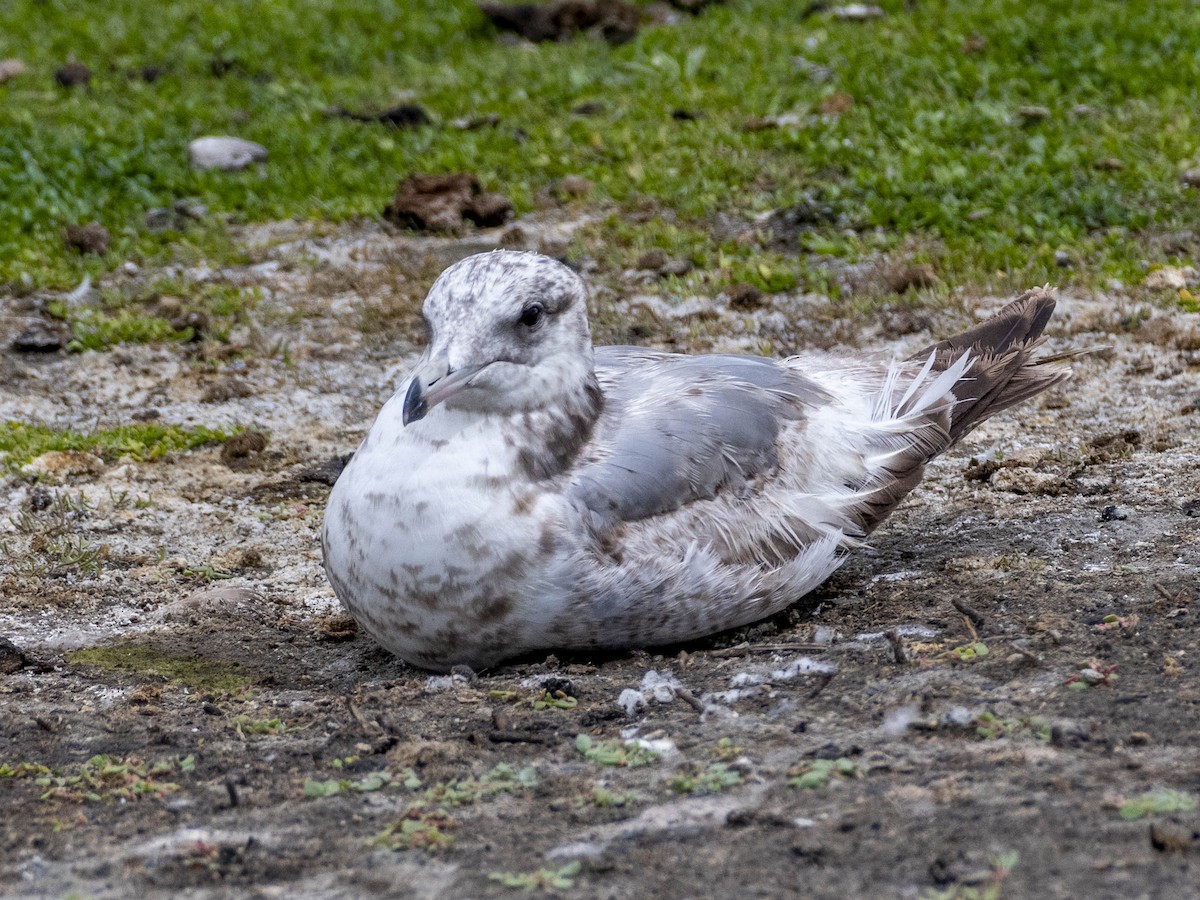 California Gull - ML619660850