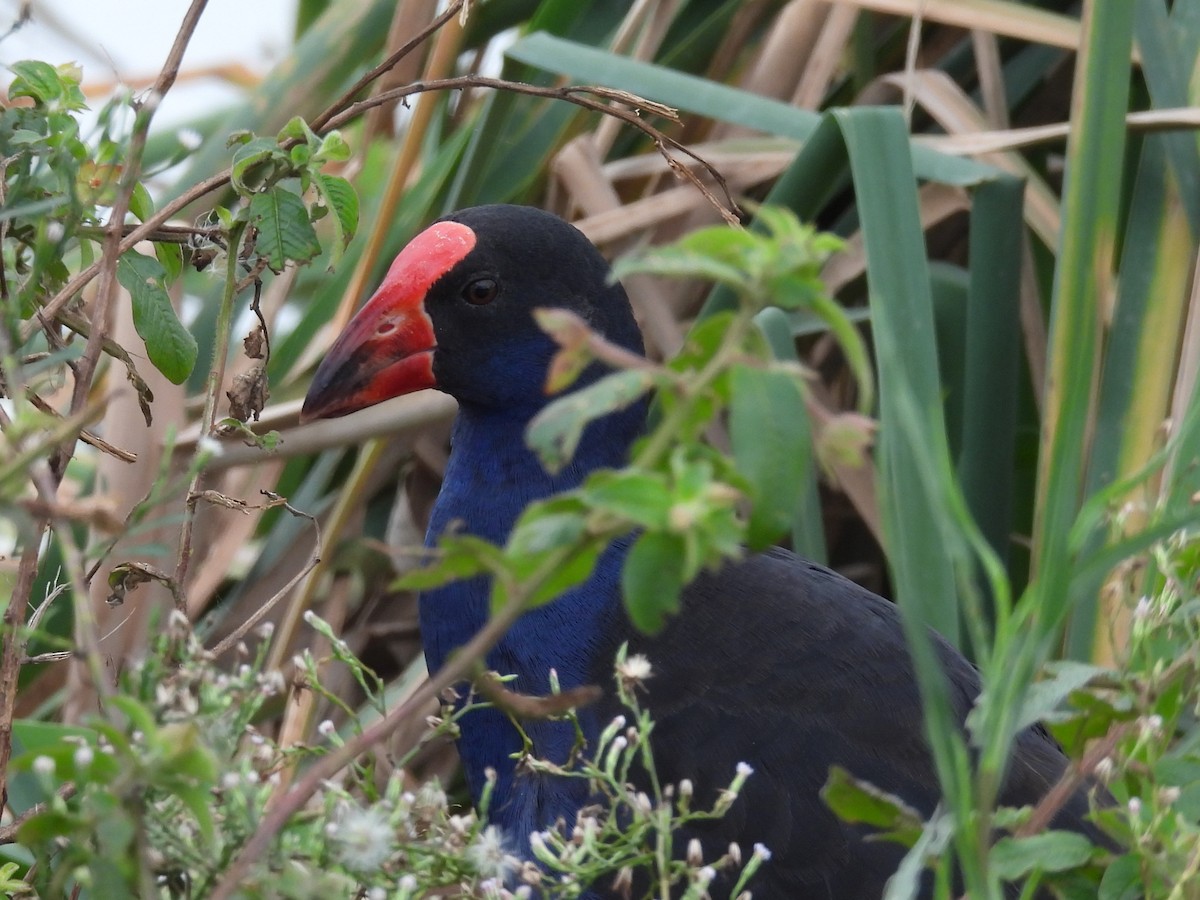 Australasian Swamphen - Tris Allinson