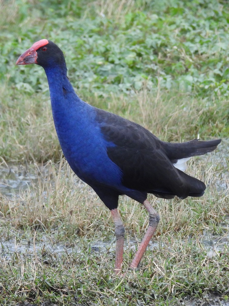 Australasian Swamphen - Tris Allinson