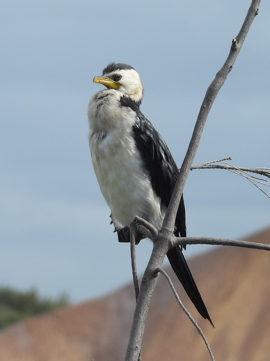 Little Pied Cormorant - Tris Allinson