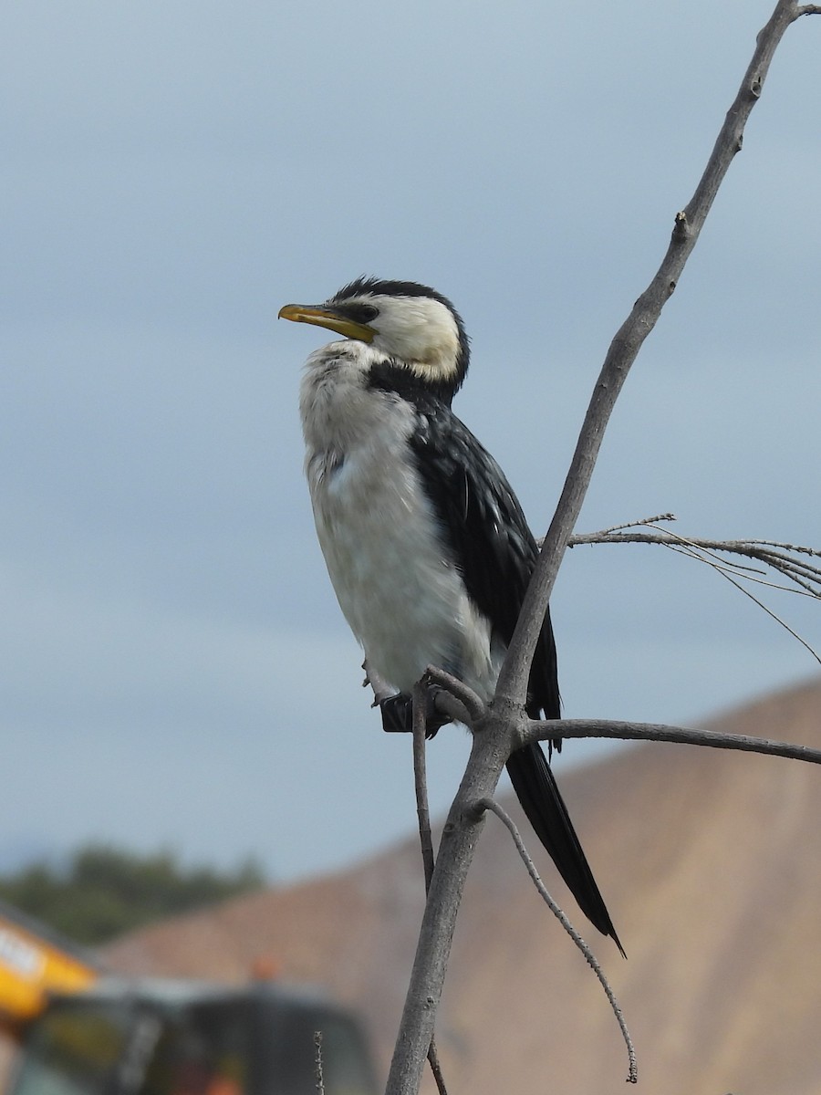 Little Pied Cormorant - Tris Allinson