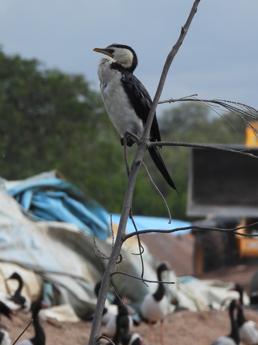 Little Pied Cormorant - Tris Allinson