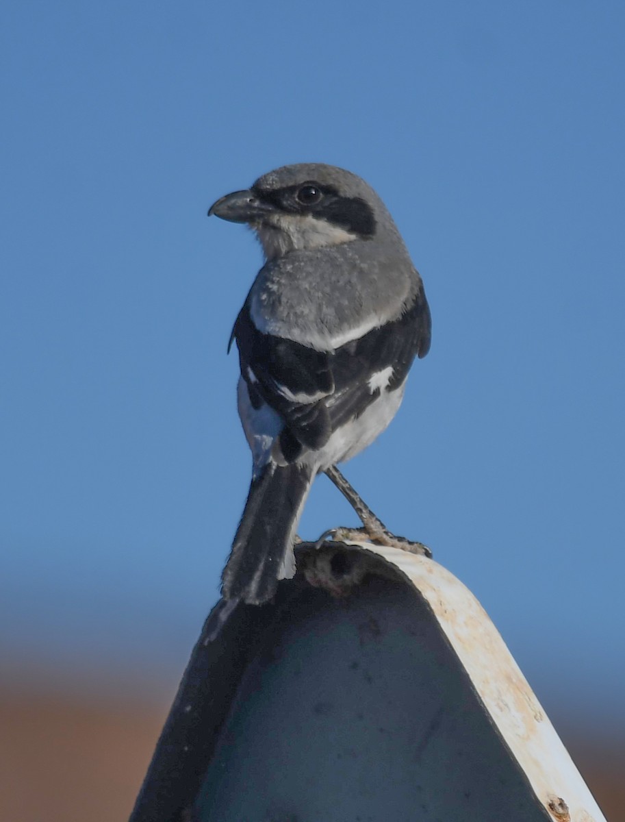 Great Gray Shrike - Viorel-Ilie ARGHIUS