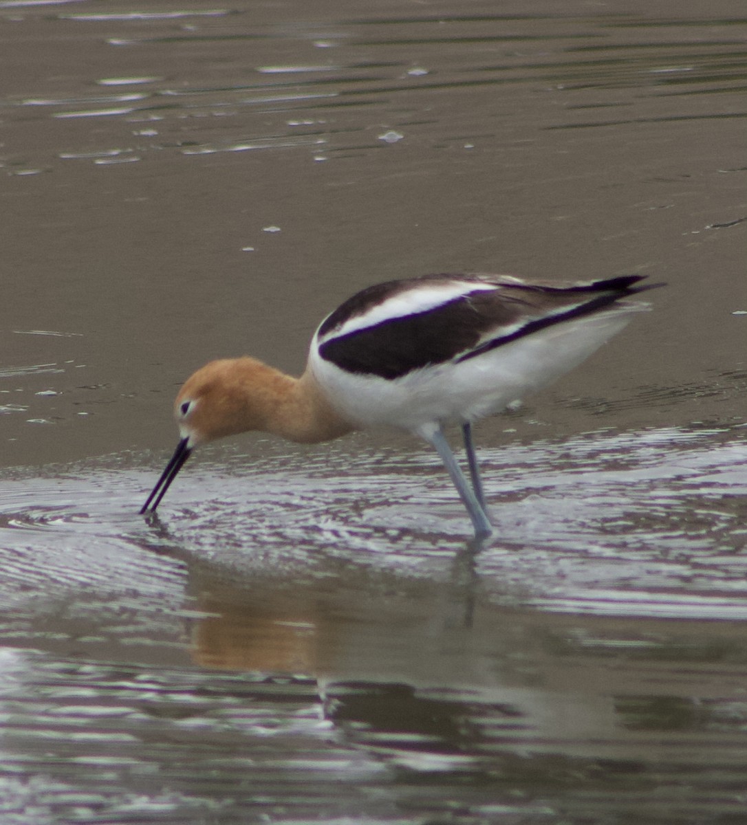 American Avocet - Caitlin Eldridge