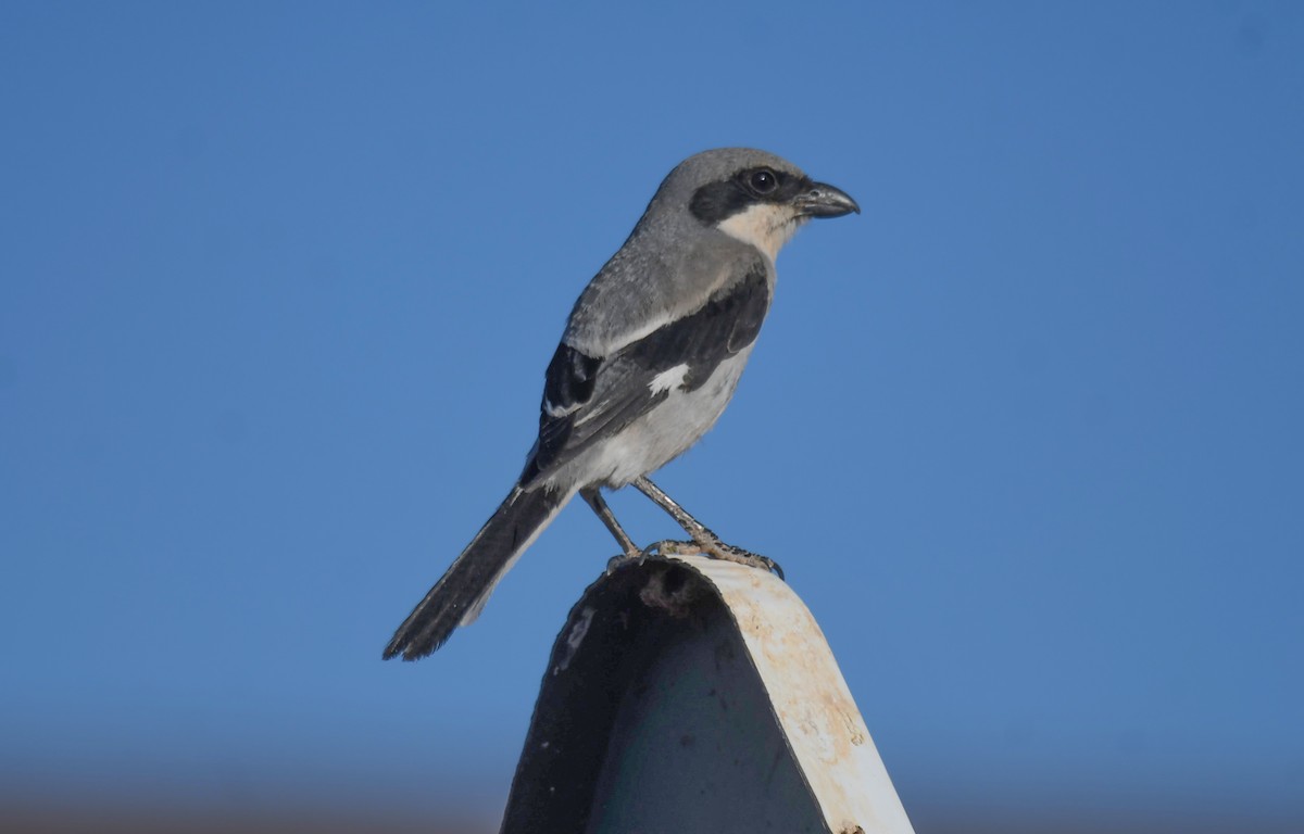 Great Gray Shrike - ML619660869