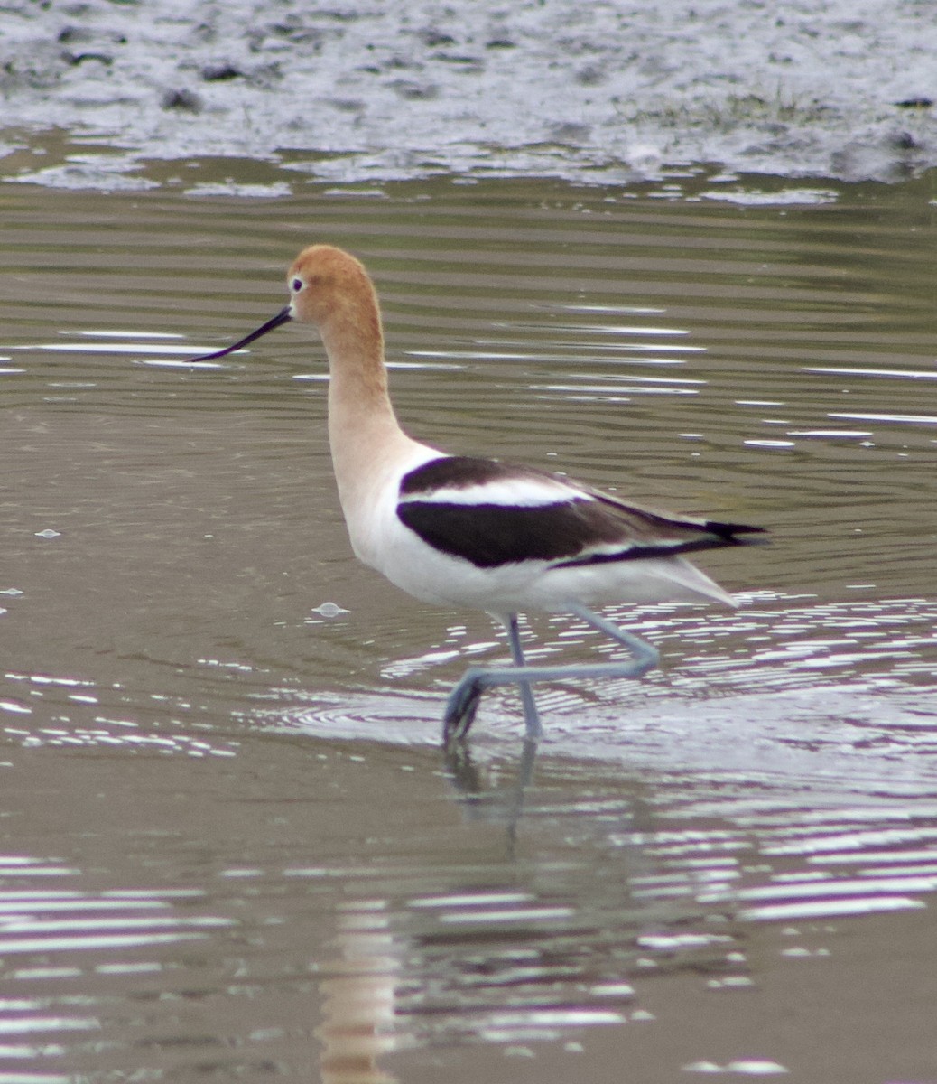 American Avocet - Caitlin Eldridge