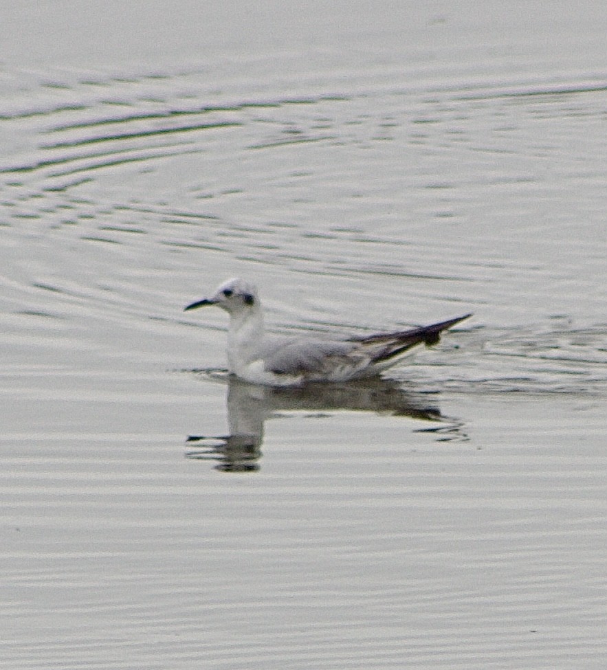 Bonaparte's Gull - Caitlin Eldridge