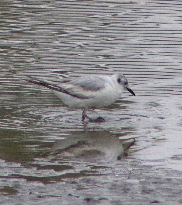 Bonaparte's Gull - Caitlin Eldridge