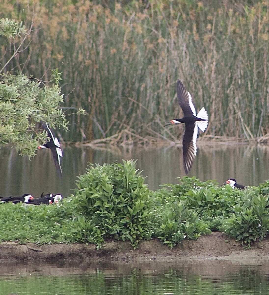 Black Skimmer - Caitlin Eldridge