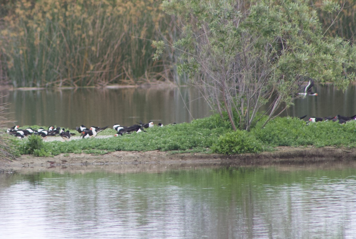 Black Skimmer - Caitlin Eldridge