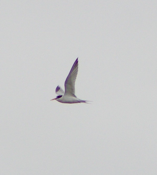 Least Tern - Caitlin Eldridge