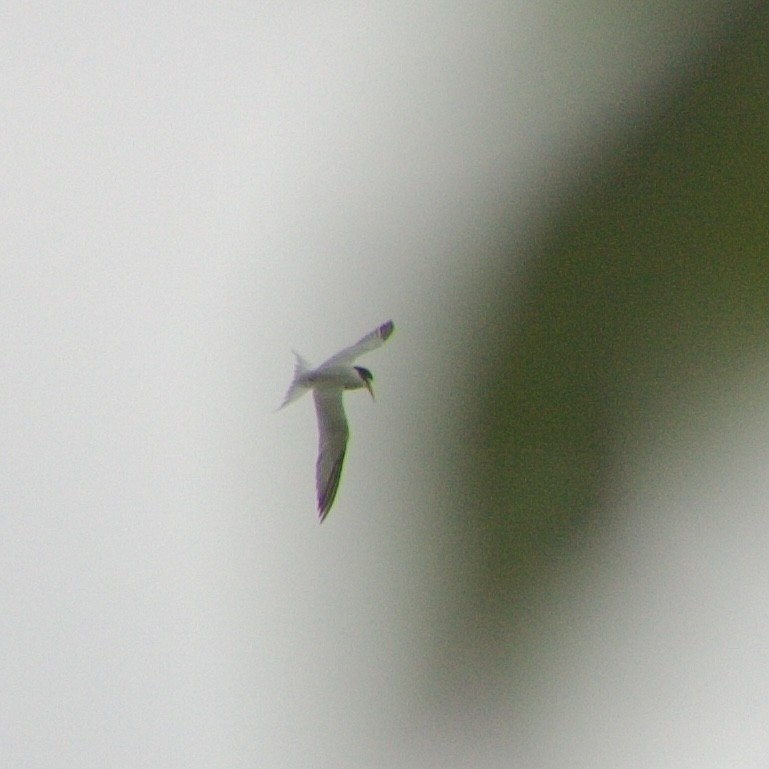 Least Tern - ML619660886