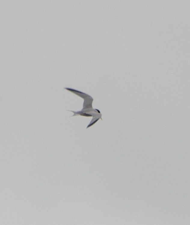 Least Tern - Caitlin Eldridge