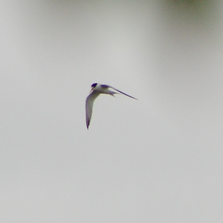 Least Tern - Caitlin Eldridge