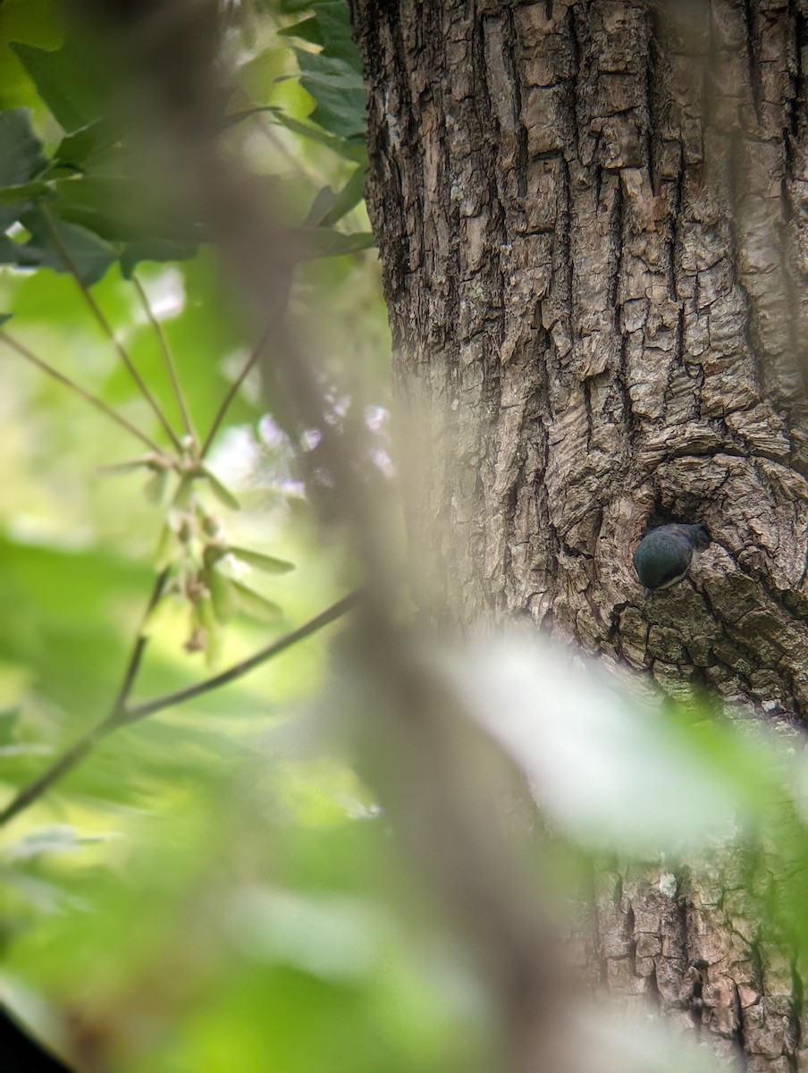 Tree Swallow - Julia Dolan