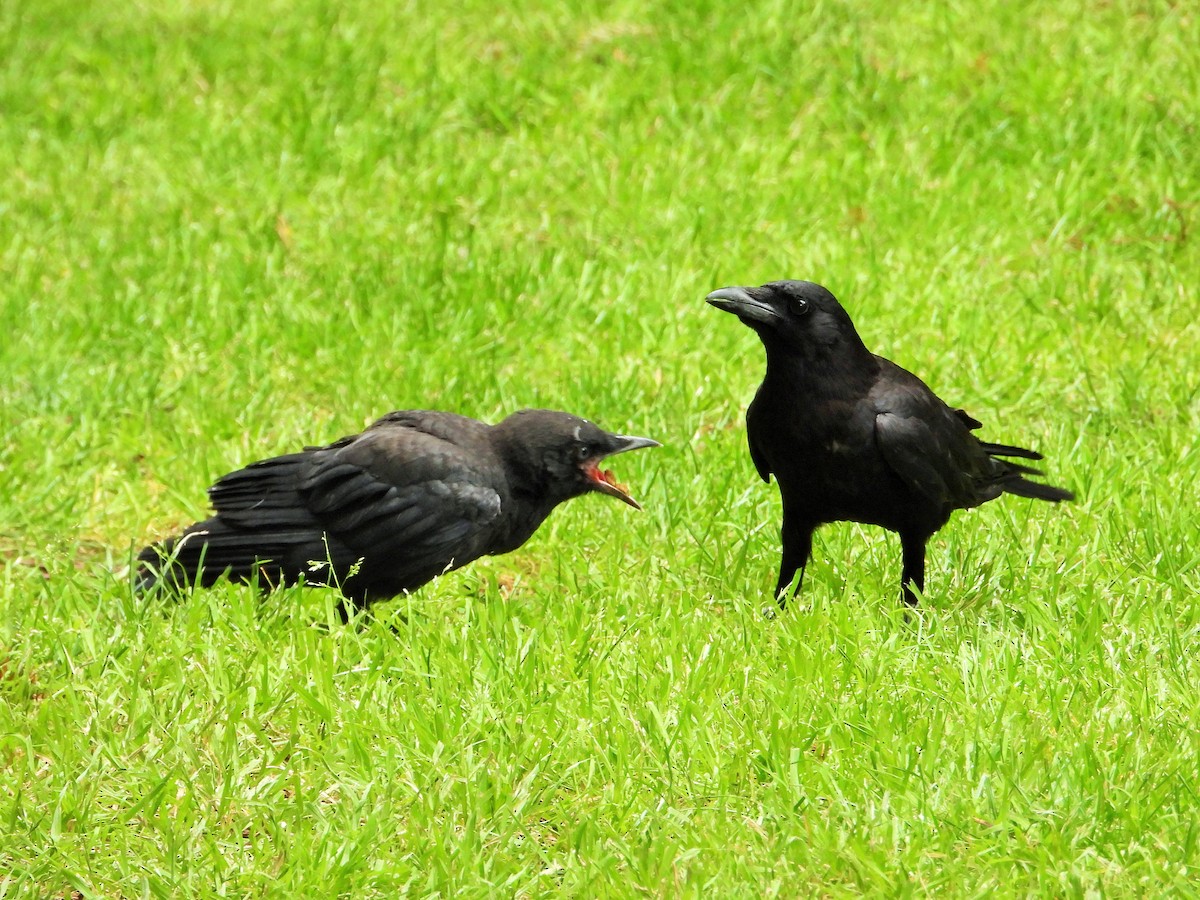 American Crow - Carol Ann Krug Graves