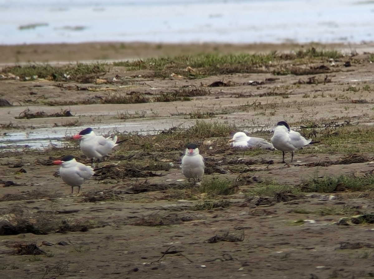 Caspian Tern - Julia Dolan