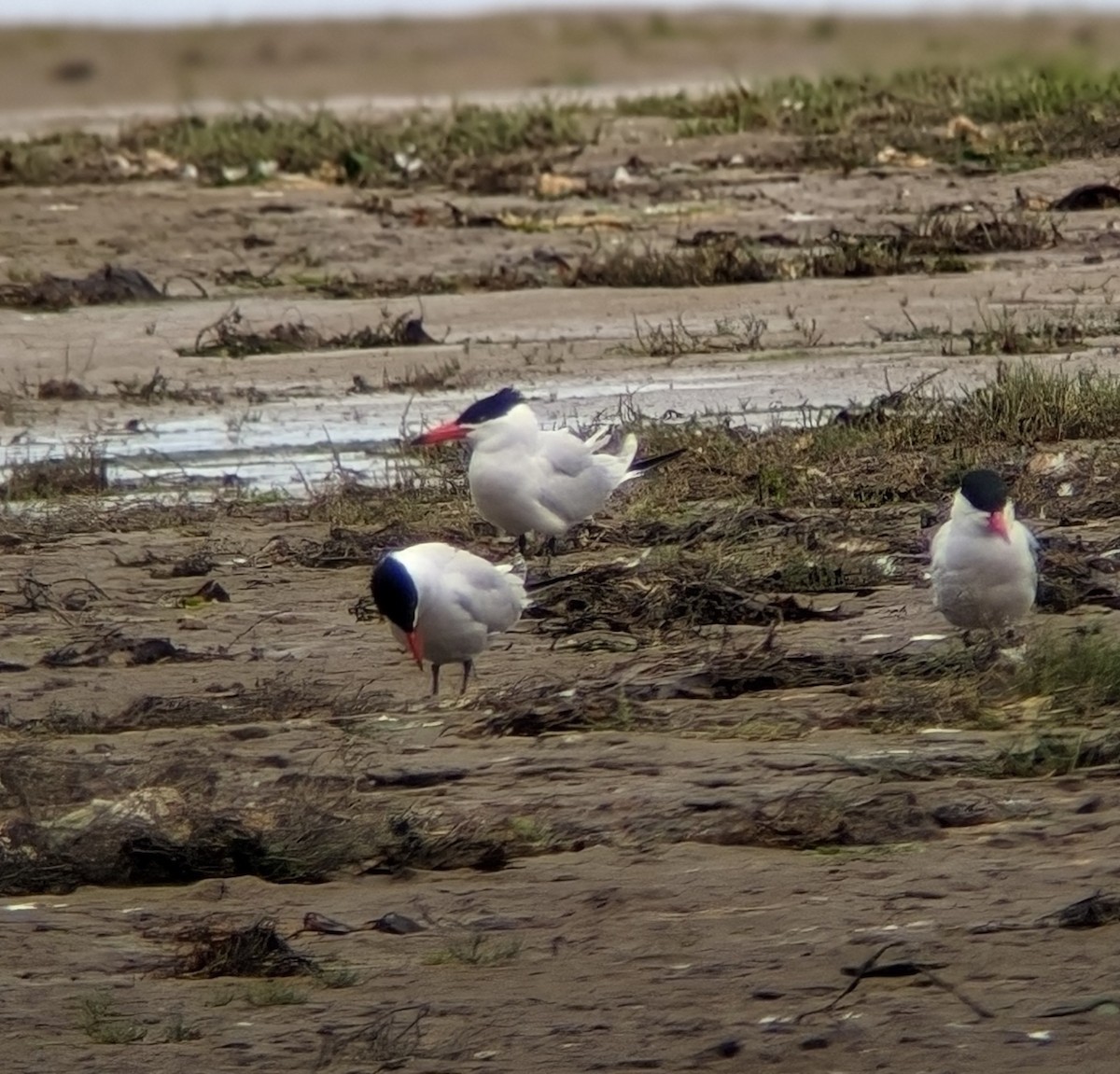 Caspian Tern - Julia Dolan