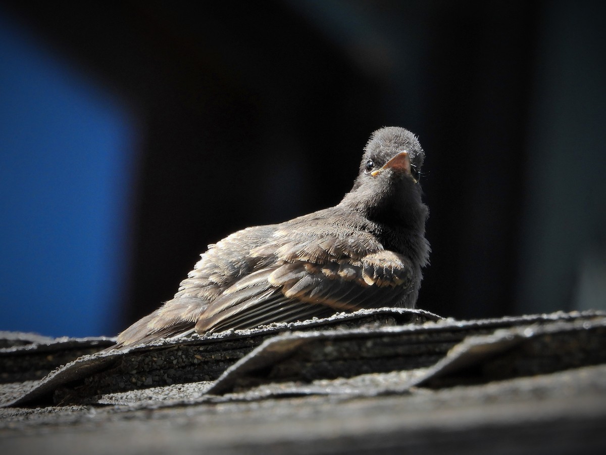 Black Phoebe - Carol Ann Krug Graves