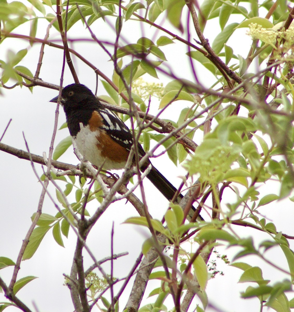 Spotted Towhee - Caitlin Eldridge