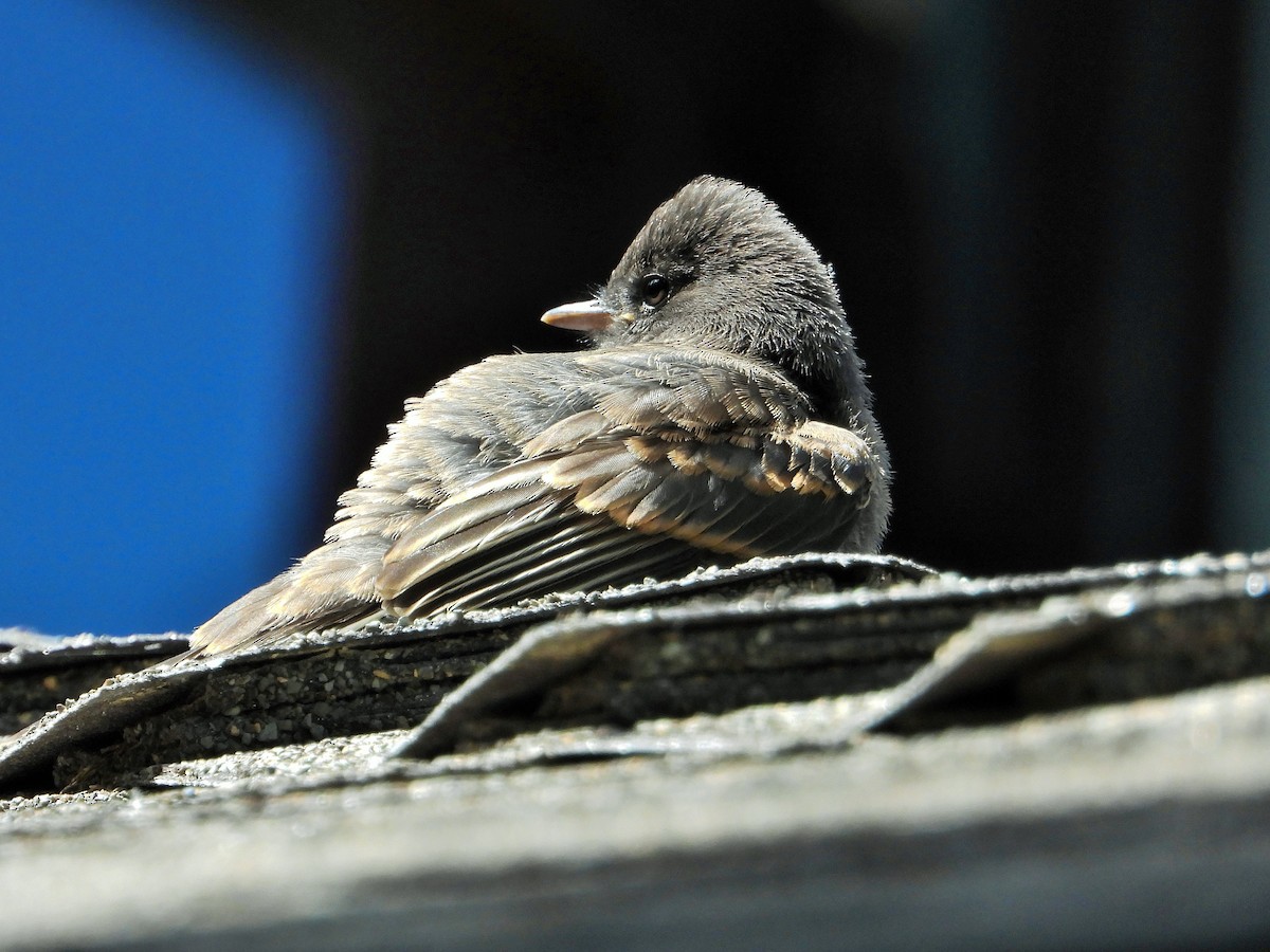 Black Phoebe - Carol Ann Krug Graves