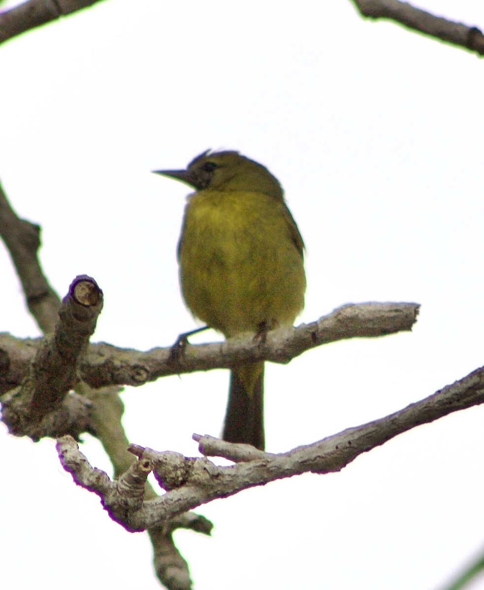 Orange-crowned Warbler - Caitlin Eldridge