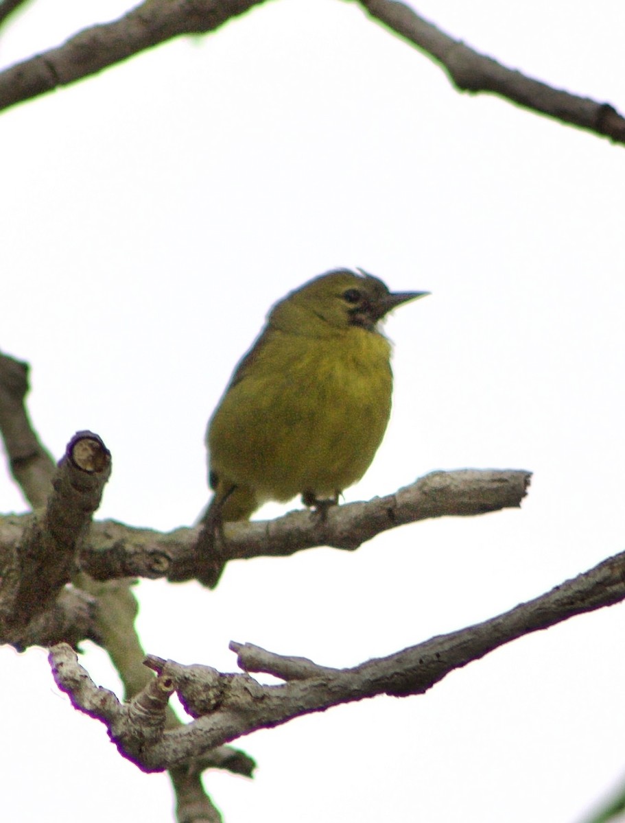 Orange-crowned Warbler - Caitlin Eldridge