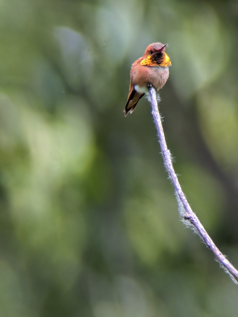 Rufous Hummingbird - Julia Dolan