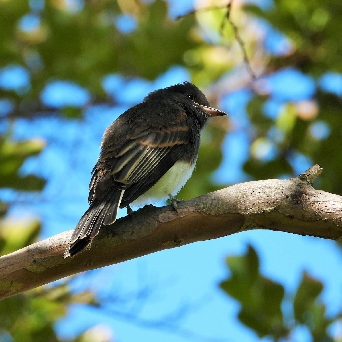 Black Phoebe - Carol Ann Krug Graves