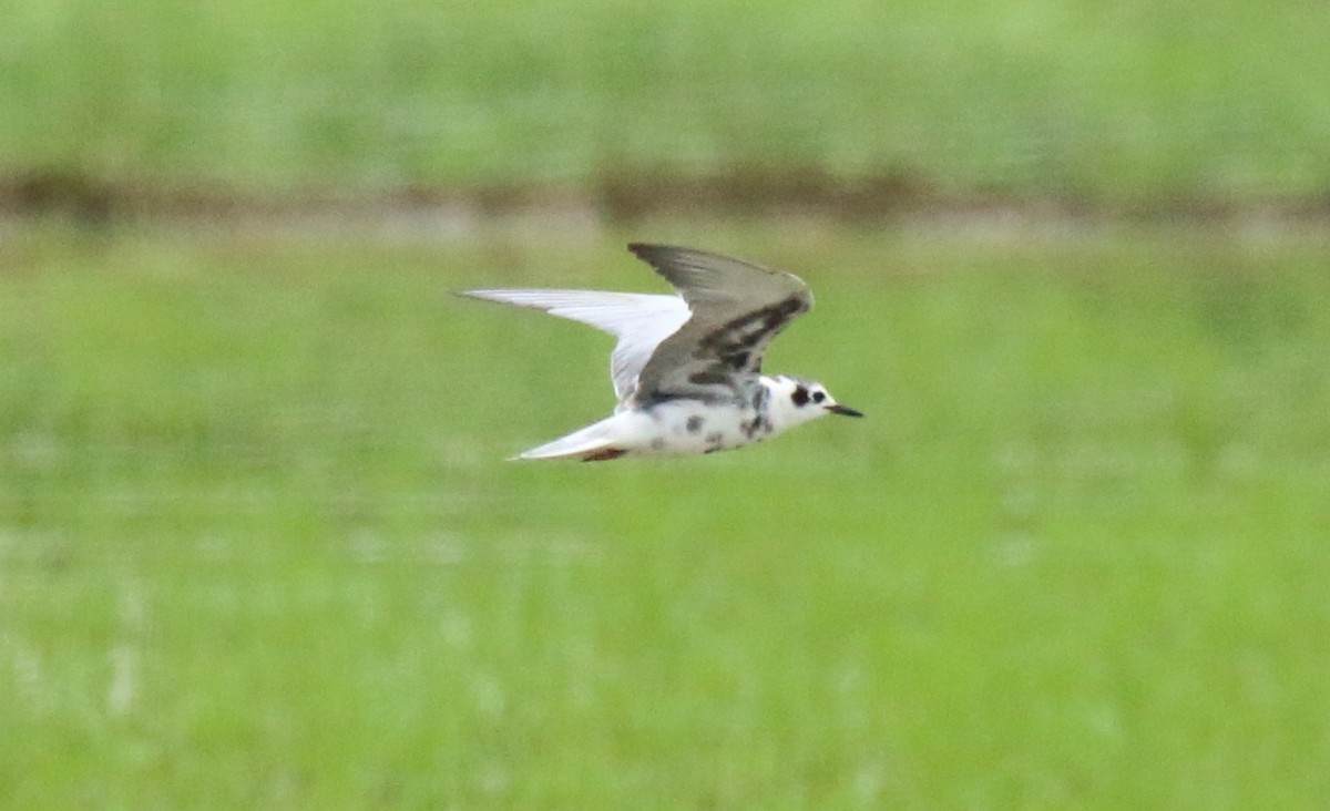 White-winged Tern - ML619660921