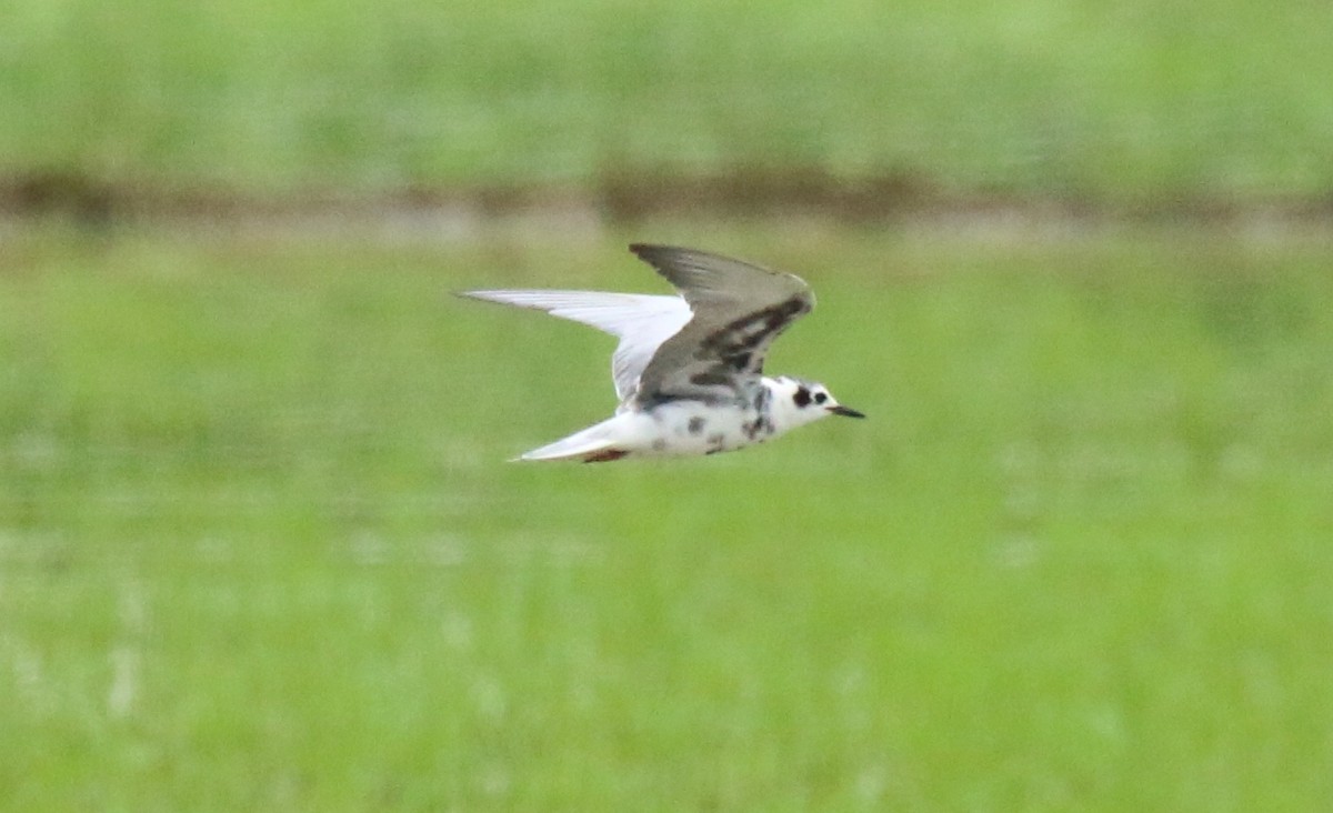 White-winged Tern - Justino Rebello