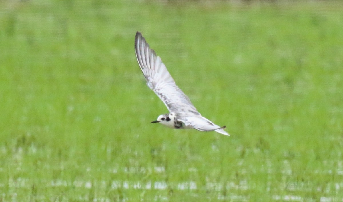 White-winged Tern - ML619660922