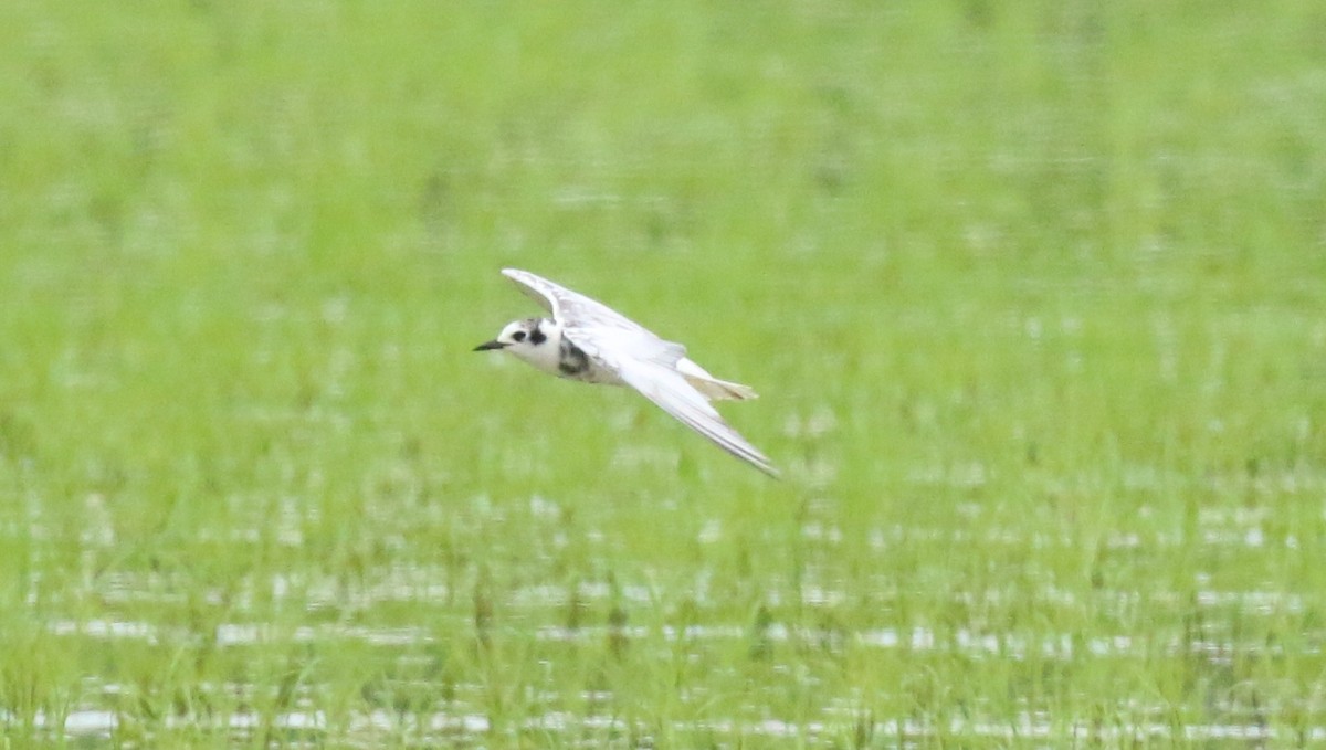 White-winged Tern - ML619660923
