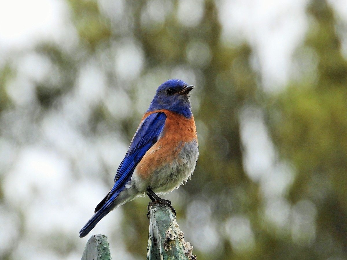 Western Bluebird - Carol Ann Krug Graves