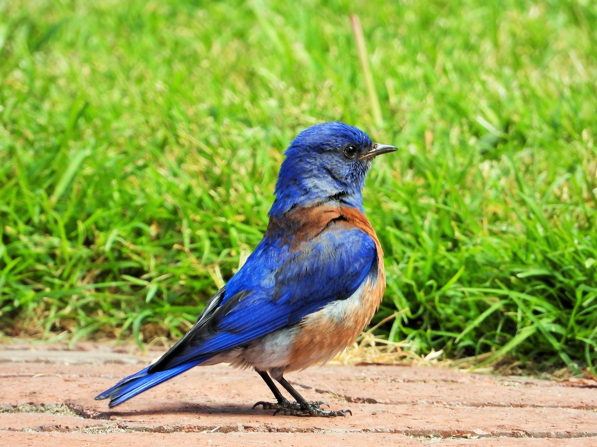 Western Bluebird - Carol Ann Krug Graves